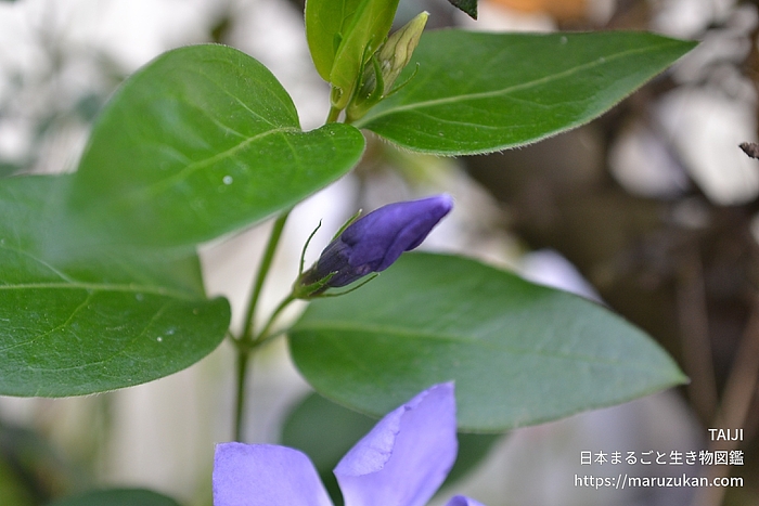 ツルニチニチソウ