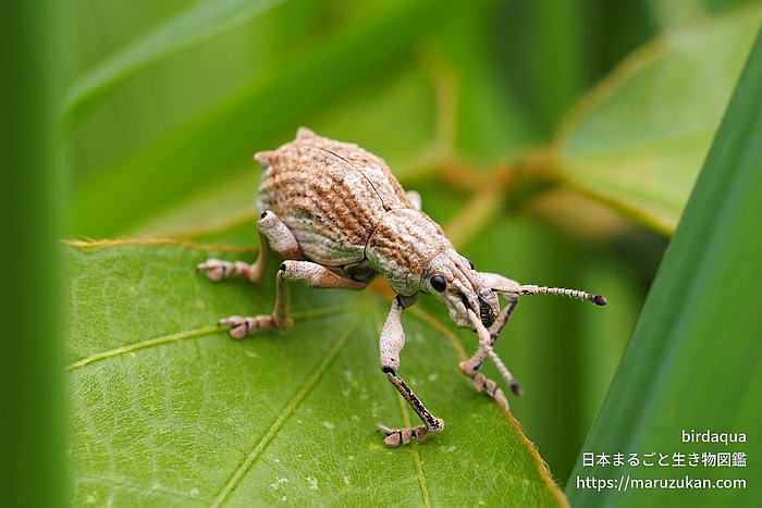 シロコブゾウムシ