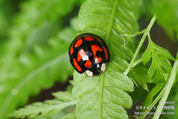 カメノコテントウ