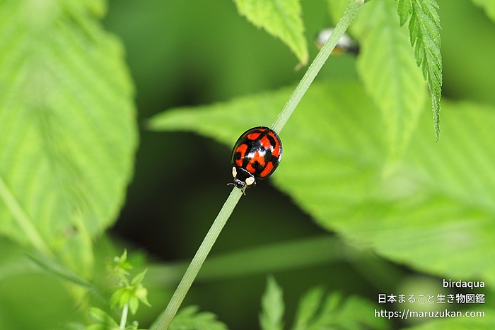 カメノコテントウ