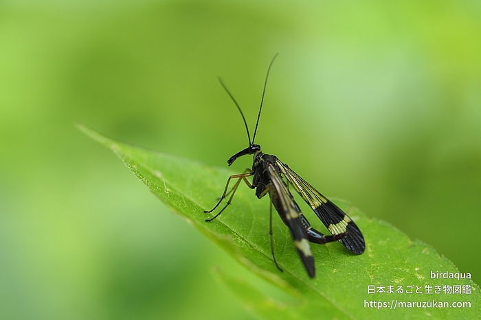ヤマトシリアゲ