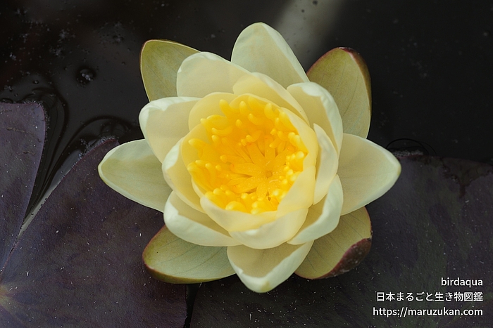 マリアセア・クロマテラ