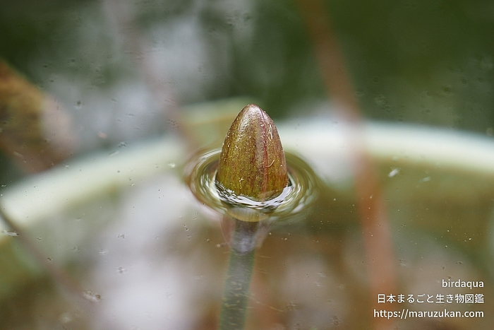 マリアセア・クロマテラ