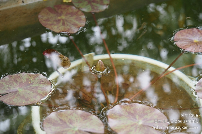 マリアセア・クロマテラ