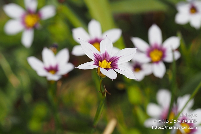 ニワゼキショウ