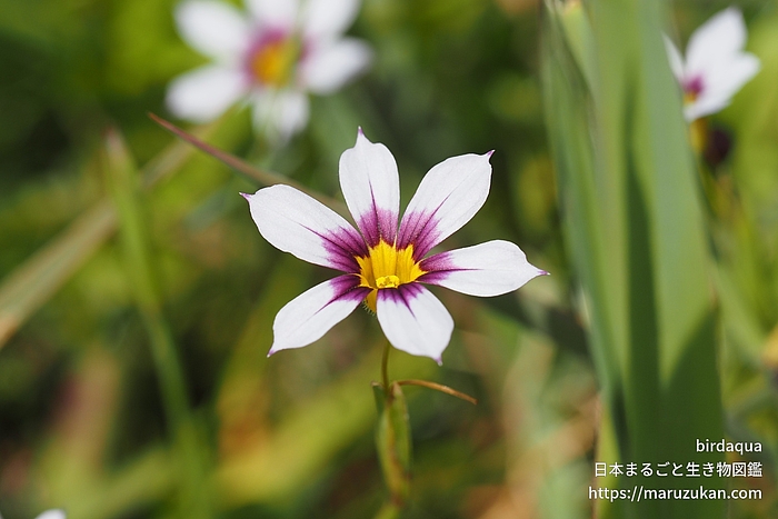 ニワゼキショウ