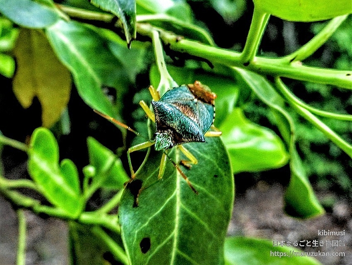 セアカツノカメムシ
