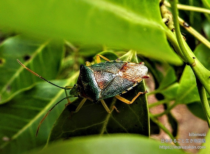 セアカツノカメムシ