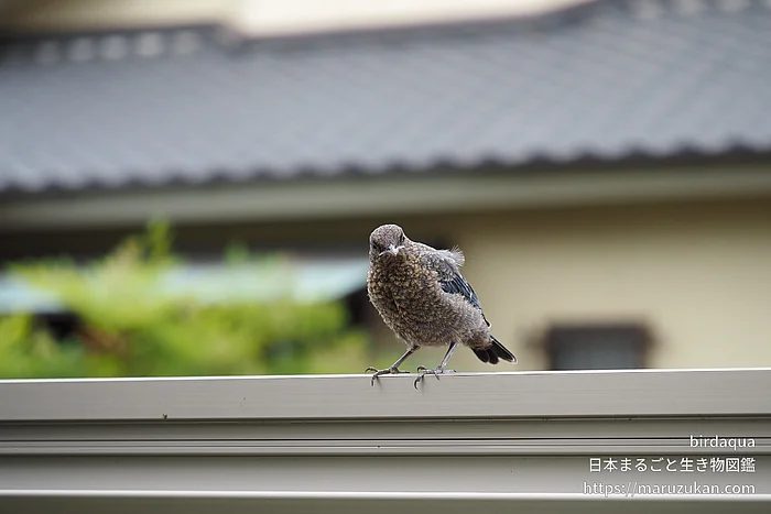 イソヒヨドリの写真
