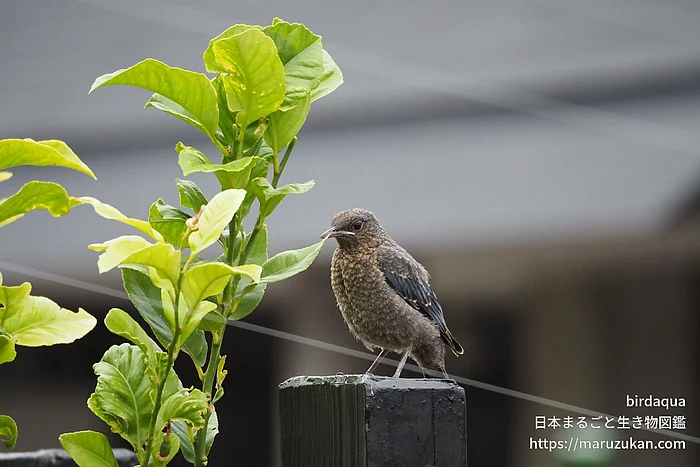 イソヒヨドリの写真