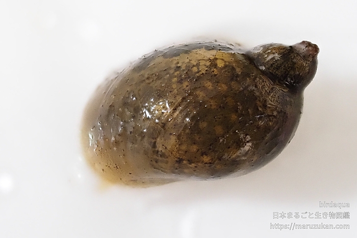 モノアラガイ属の一種