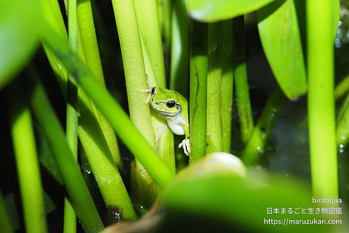 ニホンアマガエル