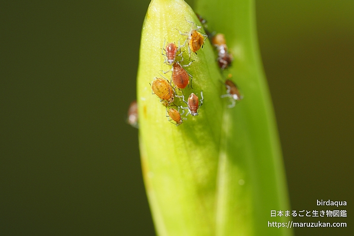 クワイクビレアブラムシ