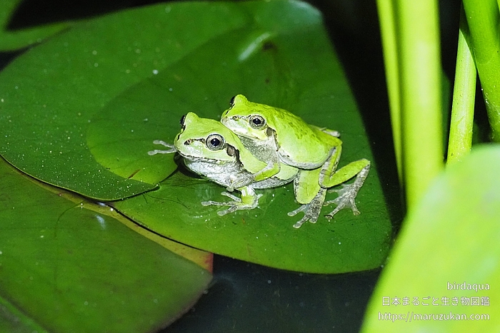 ニホンアマガエル