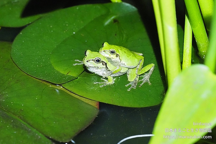 ニホンアマガエル