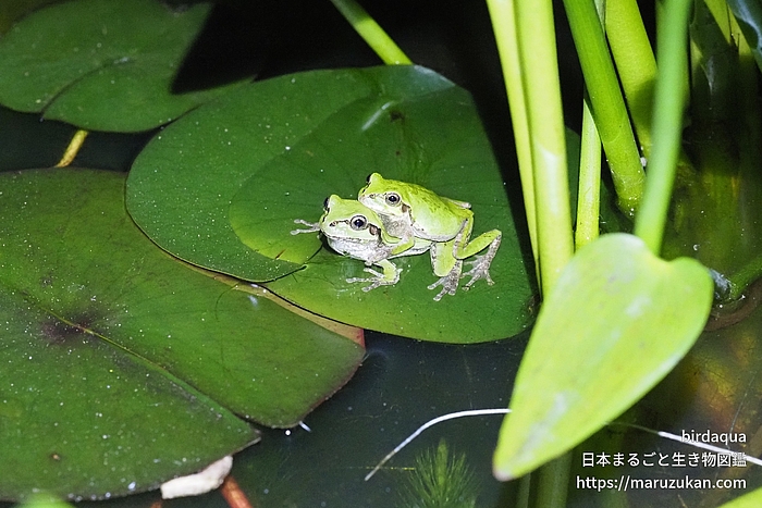 ニホンアマガエル