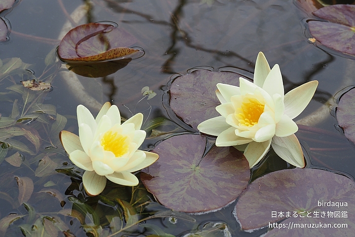 マリアセア・クロマテラ