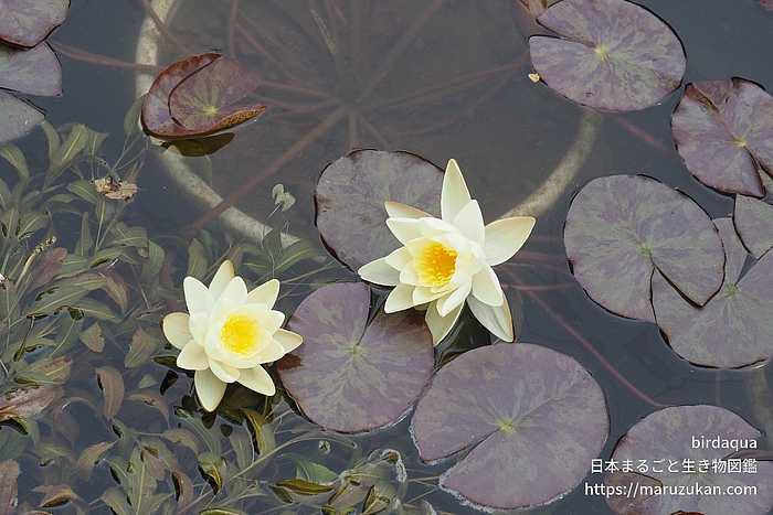 マリアセア・クロマテラ