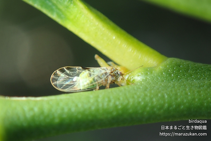 キジラミ科の一種