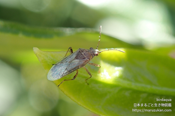 ヒメナガカメムシ