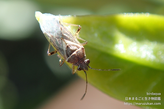 ヒメナガカメムシ
