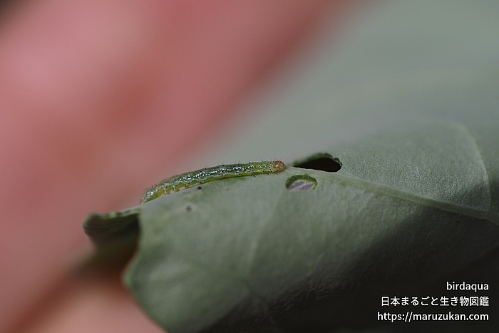 ケブカノメイガ