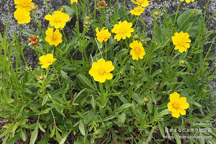 オオキンケイギク（花）の写真