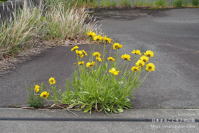 オオキンケイギク（花）の写真
