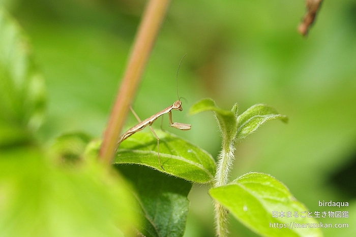 オオカマキリ