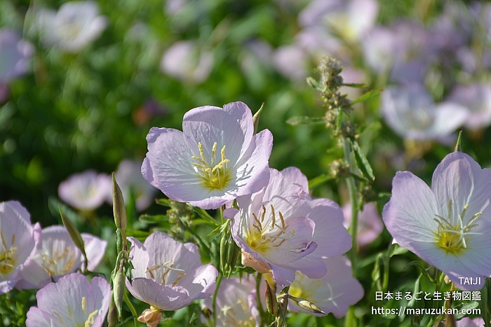 ヒルザキツキミソウ