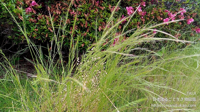 ナギナタガヤ 日本まるごと生き物図鑑