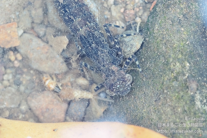 ヤブヤンマ