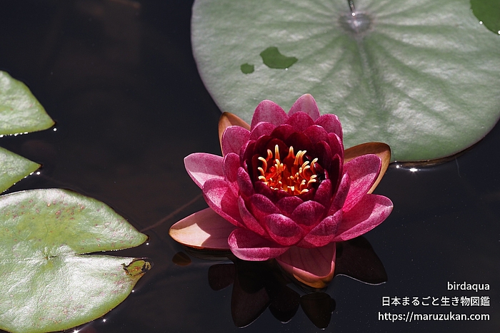 オールモストブラック