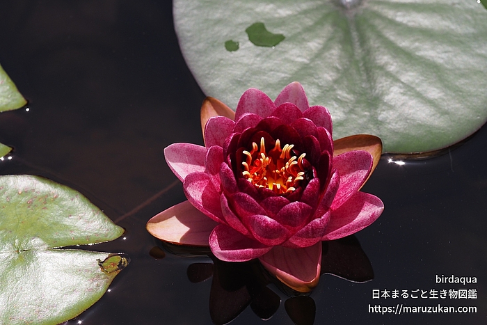 オールモストブラック