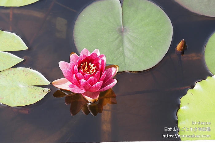 オールモストブラック