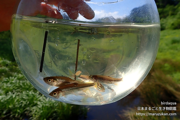 ヌマムツ 日本まるごと生き物図鑑