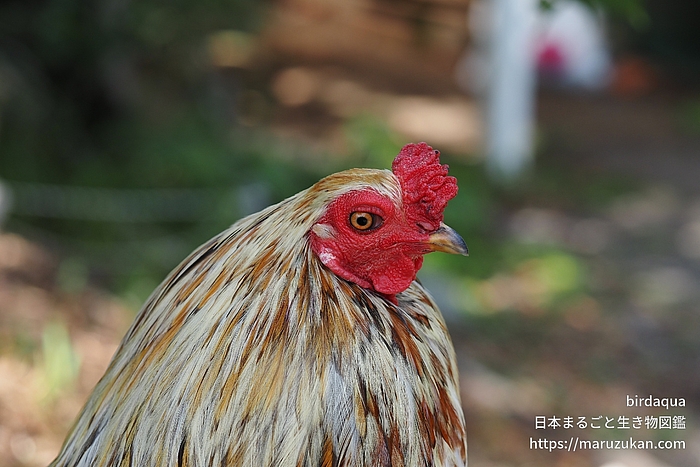 ニワトリ
