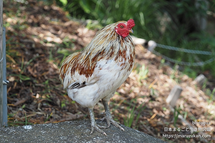 ニワトリ