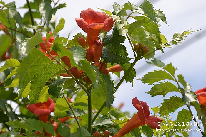 アメリカノウゼンカズラ