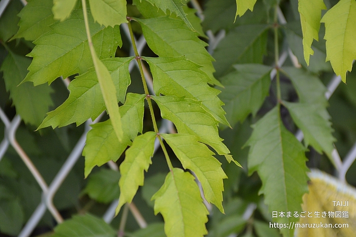 アメリカノウゼンカズラ