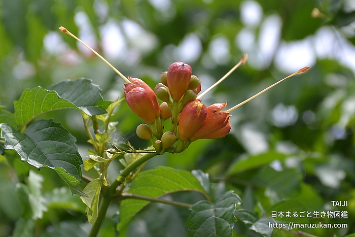 アメリカノウゼンカズラ