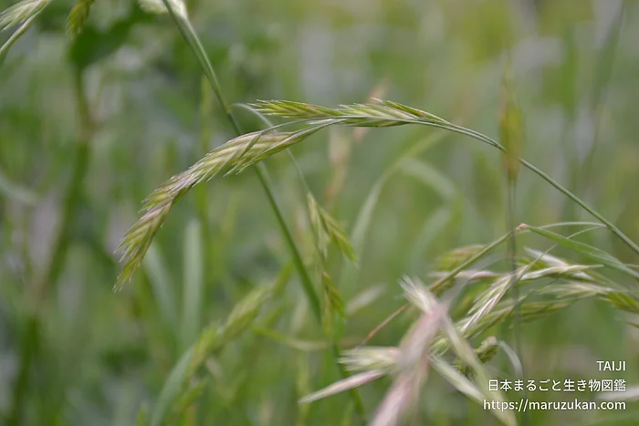 イヌムギ（花・実以外）の写真