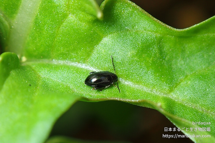 ハムシ科の一種