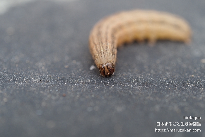 アワヨトウ