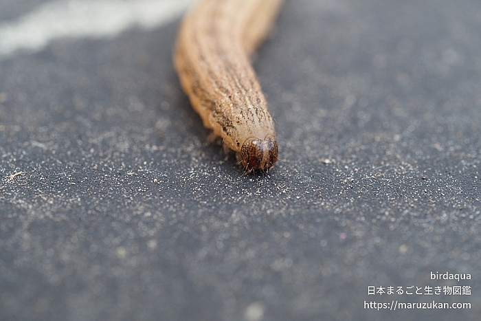 アワヨトウ