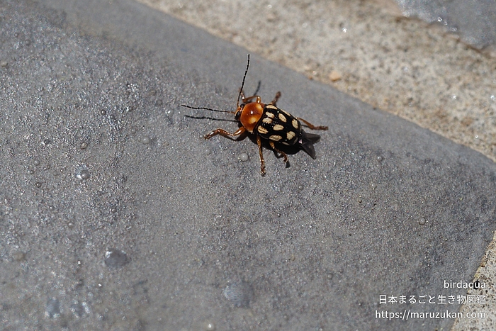 キボシツツハムシ