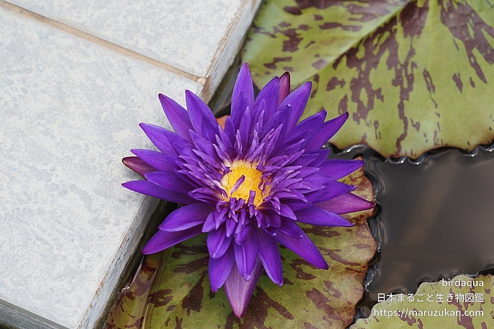 プラムクレイジー