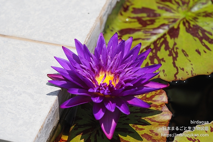 プラムクレイジー