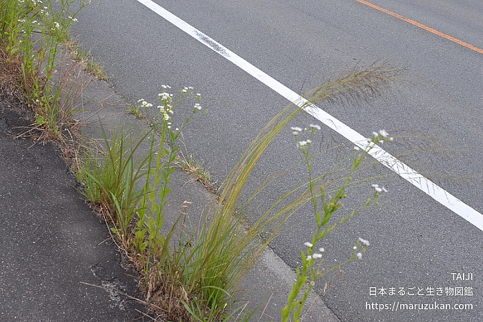 シナダレスズメガヤ