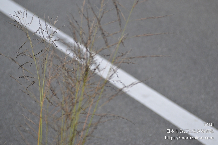 シナダレスズメガヤ